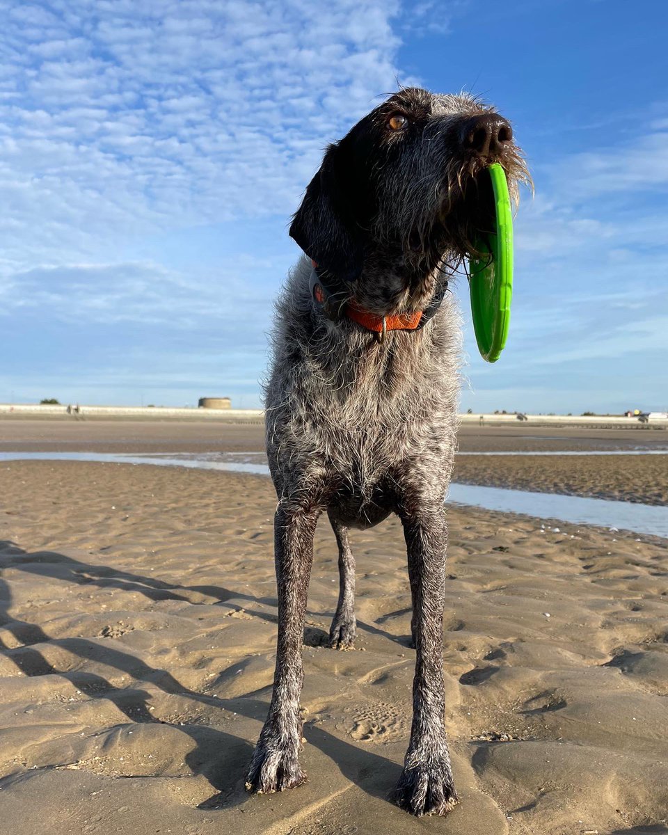 HayhurstBoo's tweet photo. Best find #frizbee #2minutebeachclean #beach #beachdog #monday #mondaymotivation #beachfinds #happy #love #dog #dogsofinstagram #goodmorning #hello #blue #sand #DogsofTwittter https://t.co/UalrEVtR9o