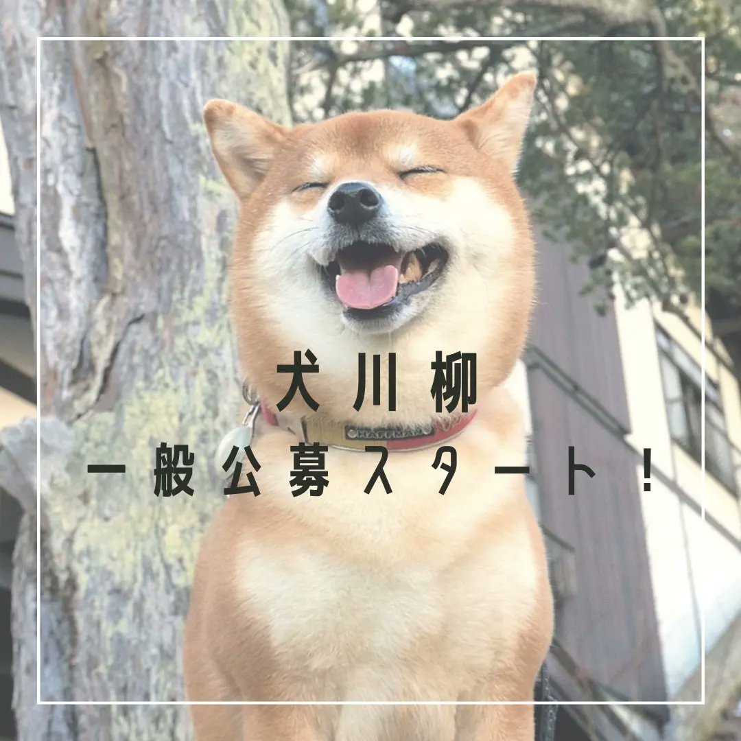 Shi Ba シーバ 犬びより Shiba2929 Twitter
