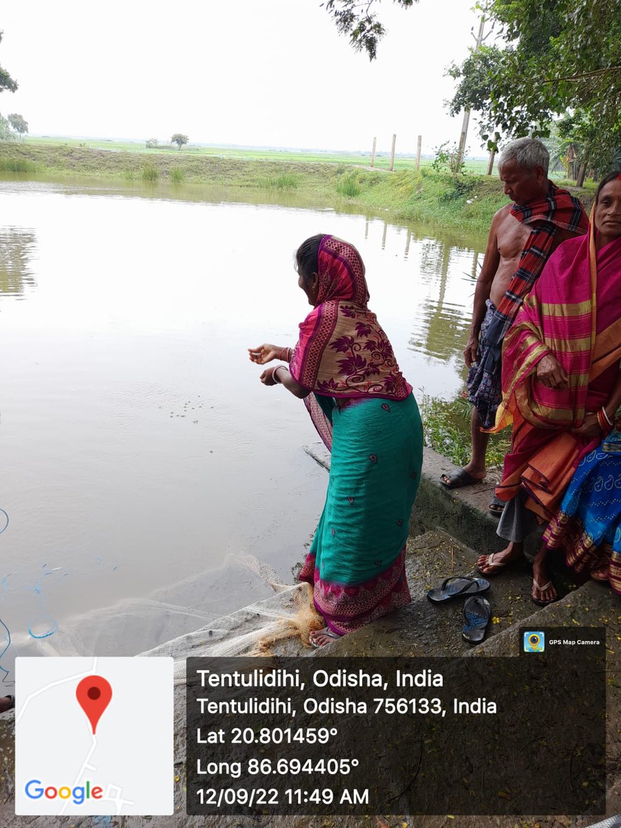 ChandbaliI's tweet photo. Sub- Fingerling stocking by Mother Teresa SHG under chandbali-I project @BhadrakDswo @DPMU_MS_Bhadrak https://t.co/3ZAuSgtdGM