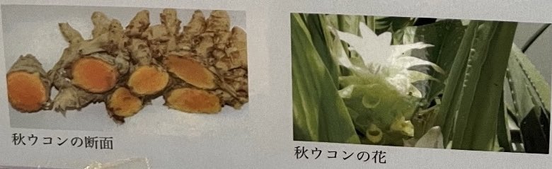 秋ウコン Twitter Search Twitter