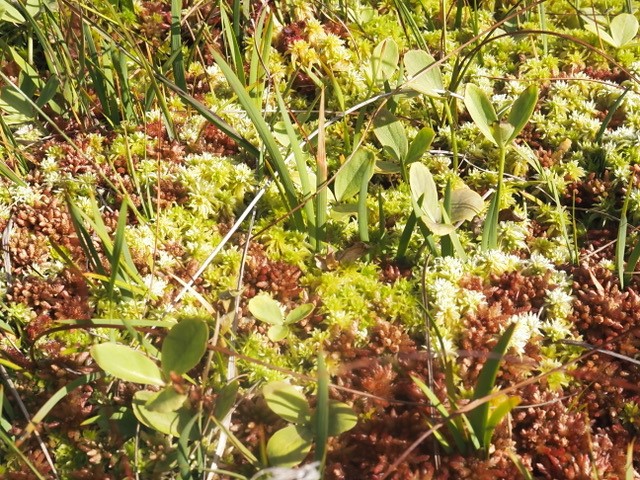Crichton Carbon Centre (@carboncentre) on Twitter photo Cracking our way through conifer plantation then
/Schloop/
Boggy ground, sodden.
#Bogbean and #sphagnum delight.
- A poem from our <a href="/peatconnections/">PeatlandConnections</a> officer for #SphagnumMonday! Cracking our way through conifer plantation then
/Schloop/
Boggy ground, sodden.
#Bogbean and #sphagnum delight.
- A poem from our <a href="/peatconnections/">PeatlandConnections</a> officer for #SphagnumMonday!
