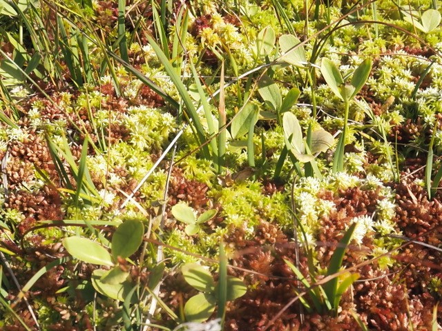 Cracking our way through conifer plantation then /Schloop/ Boggy ground, sodden. #Bogbean and #sphagnum delight. - A poem from our @peatconnections officer for #SphagnumMonday!