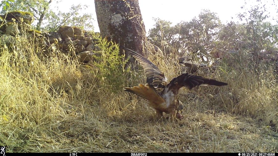 palombar_pt's tweet photo. Estudo revela pela primeira vez real dimensão do impacto do uso de venenos sobre a biodiversidade na Península Ibérica
Leia a notícia completa > https://t.co/89ffKVTYPX https://t.co/ZPNxAlUf5H