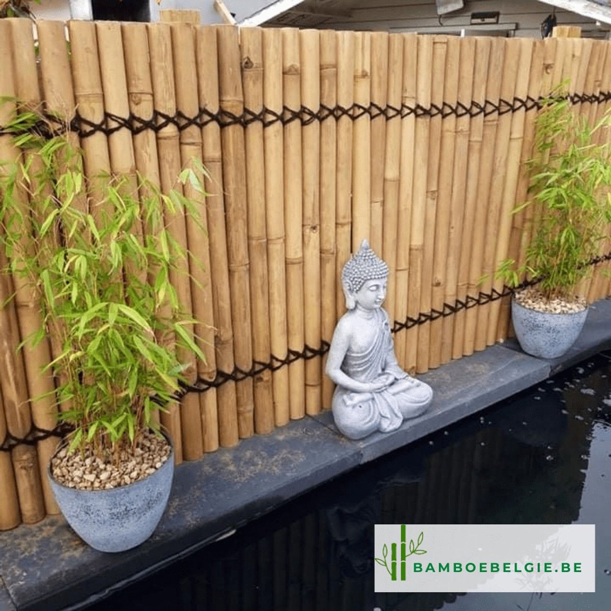 Bamboe Belgie (@BamboeBelgie) / Posts / X