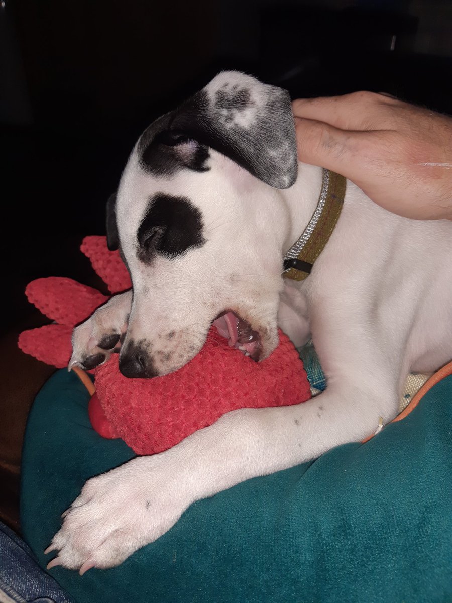 My new "lurcher" puppy just fell asleep mid red octopus attack 🤣🤣🤣🤣🤣