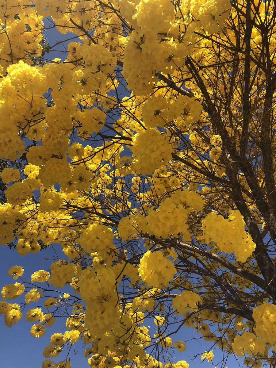savethecerrado's tweet photo. The yellow Ipê is the flagship tree of Brazil. It's a typical species from the Cerrado and it blossoms in September, at the end of the dry season! Happy Ipê season to all our followers! https://t.co/OE96hi8UVI