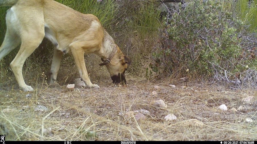 palombar_pt's tweet photo. Estudo revela pela primeira vez real dimensão do impacto do uso de venenos sobre a biodiversidade na Península Ibérica
Leia a notícia completa > https://t.co/89ffKVTYPX https://t.co/ZPNxAlUf5H
