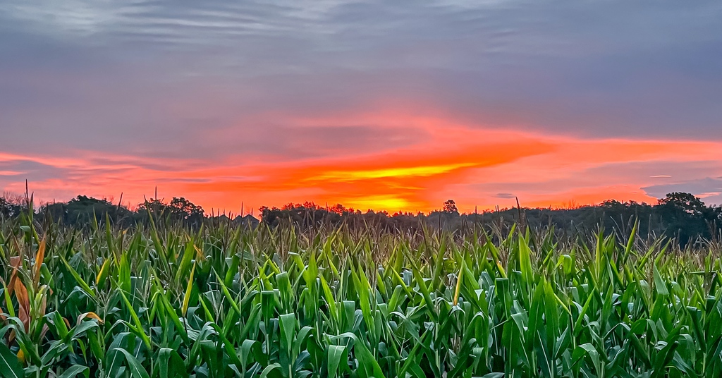 planetillustrat's tweet photo. Sunday, soya bean field and sunrise over Bowmanville ​🤩​
​​
​​“Success is never owned, it is rented and the rent is due everyday.”
​​
​​@planetillustrated.com https://t.co/IQH1hYLDgd