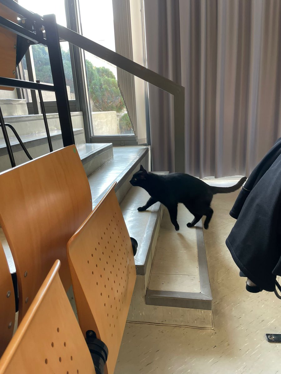 ChWekerle's tweet photo. Besides exciting scientific content also #catcontent in our session on digital teaching &amp; testing at #dpgscongress 😺😺😺 https://t.co/fOhmKJRly2