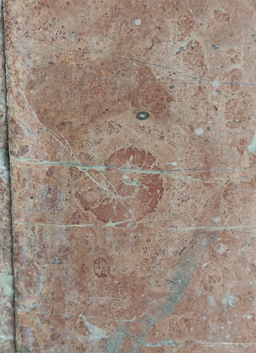diego__vicente's tweet photo. Turns out there are plenty of fossils to be found just laying around in the street: pavement, corridors, statues... and there are different accounts like @pavementgeology that showcase some examples. This is nuts https://t.co/mubw0HHFMj