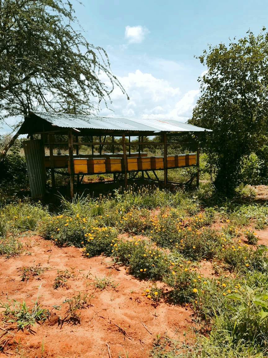 benard_kiruthu's tweet photo. Just Simple
#SustainableBeeKeeping
#ModernBeeKeeping https://t.co/StafNQuT0I
