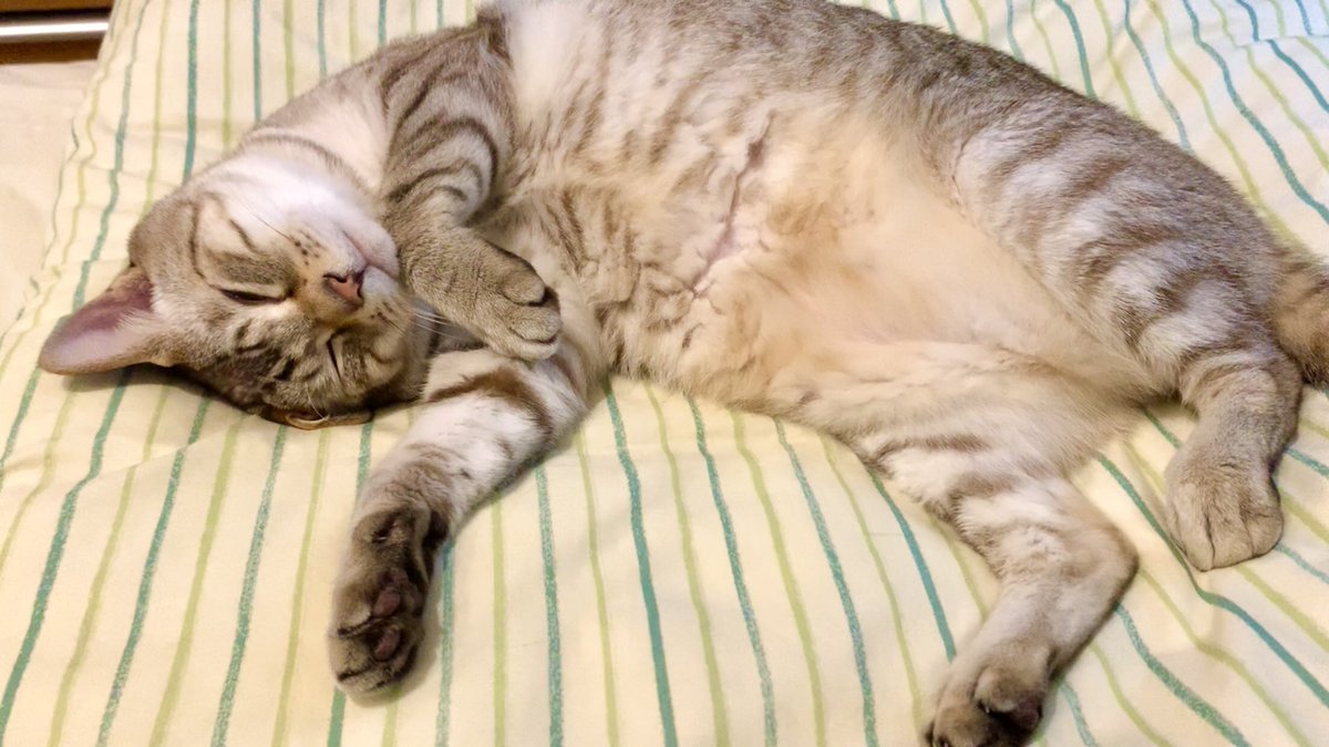 寝てると見せかけて半目で警戒を怠らない猫

youtu.be/BIJJY7OetAA