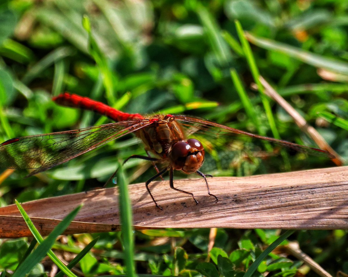 Hesperus73's tweet photo. @Natures_Voice Think it’s a Ruff? At RSPB Marshside. And, I think a cracking male Ruddy Darter? https://t.co/nF5axv7fce
