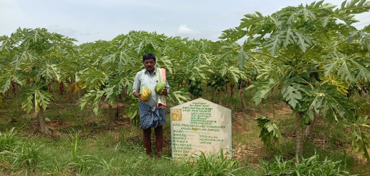 SRINIVASPUR2's tweet photo. ಮಾಸ್ತೇನಹಳ್ಳಿ ಗ್ರಾಮ ಪಂಚಾಯತಿಯ ಗೌಡನಹಳ್ಳಿ ಗ್ರಾಮದ ಅಶ್ವಥ ಎಂಬುವರು ನರೇಗಾ ಯೋಜನೆಯಲ್ಲಿ ಬೆಳೆದು ತಿಂಗಳಿಗೆ 30 ಸಾವಿರ ಆದಾಯಗಳಿಸುತ್ತಿದ್ದಾರೆ. https://t.co/iYspmoygN9