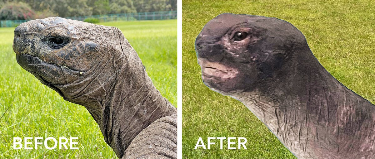 TheTortoiseProj's tweet photo. Dateline: London — Something seems off with the Aldabra tortoise in @NHM_London (image on right). #PlasticSurgeryFail ? https://t.co/vBpIs9wvpI