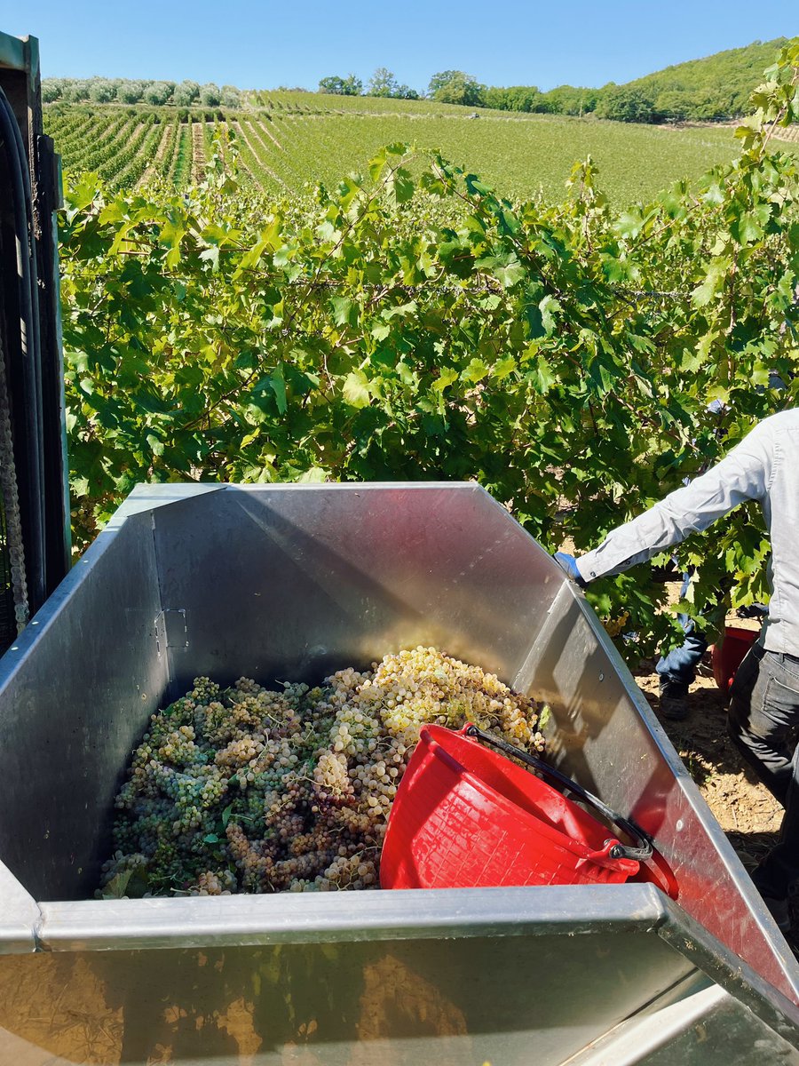 Act II
The harvesting of white grapes and their careful selection for our freshest wine, Soralisa 🍇✨ #harvest22