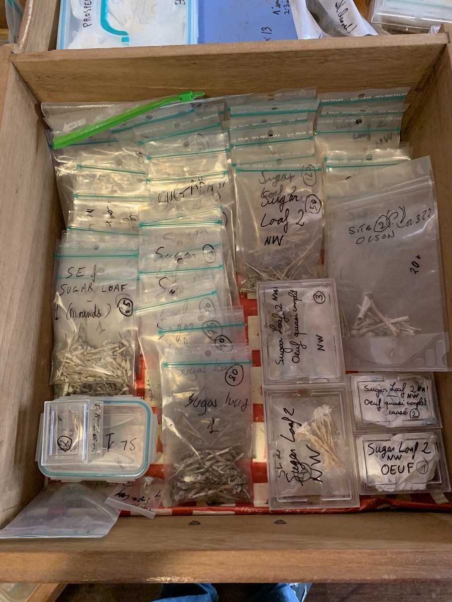 antoineloucha62's tweet photo. … And now plenty of work on the numerous #birdfossils that we have on loan, until we return them all back to Saint Helena where they belong @StHelenaMuseum #islandbirds #extinctbirds @Aduham01 @joseph_julien; below approximately half of our collection of this season: https://t.co/8mF7UhQA2D