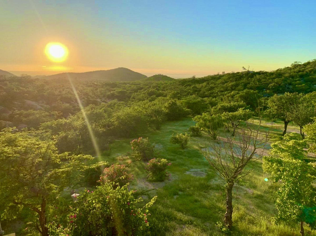 BcsMag's tweet photo. 🙂 Y así es cómo la selva seca de #BajaCaliforniaSur se transforma después de la temporada de lluvias https://t.co/tE7EpyX6Px
