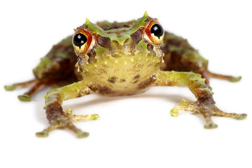 Today in church communications: looking on stock photo sites for "crucifer" yields nothing helpful (I wasn't particularly expecting it to) but I did learn that there is a lovely froggy from Ecuador who has crucifer in their scientific name.