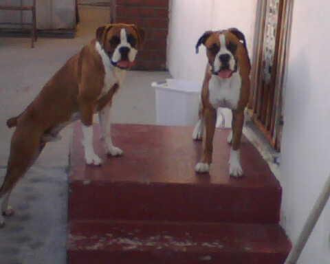 Precious the Boxer 🌈 9.10.22 tweet media