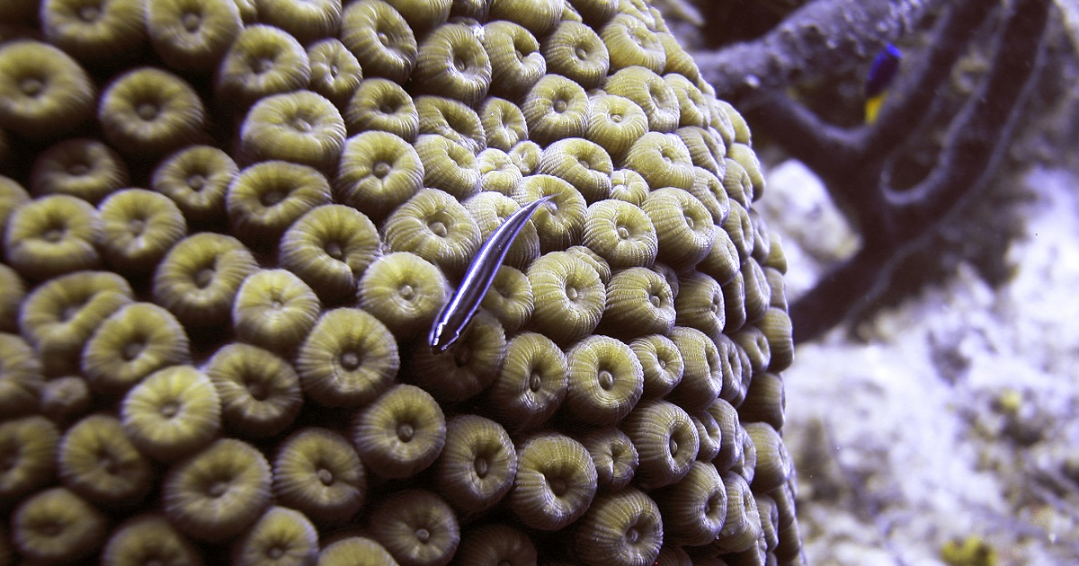 National Fish and Wildlife Foundation tweet media