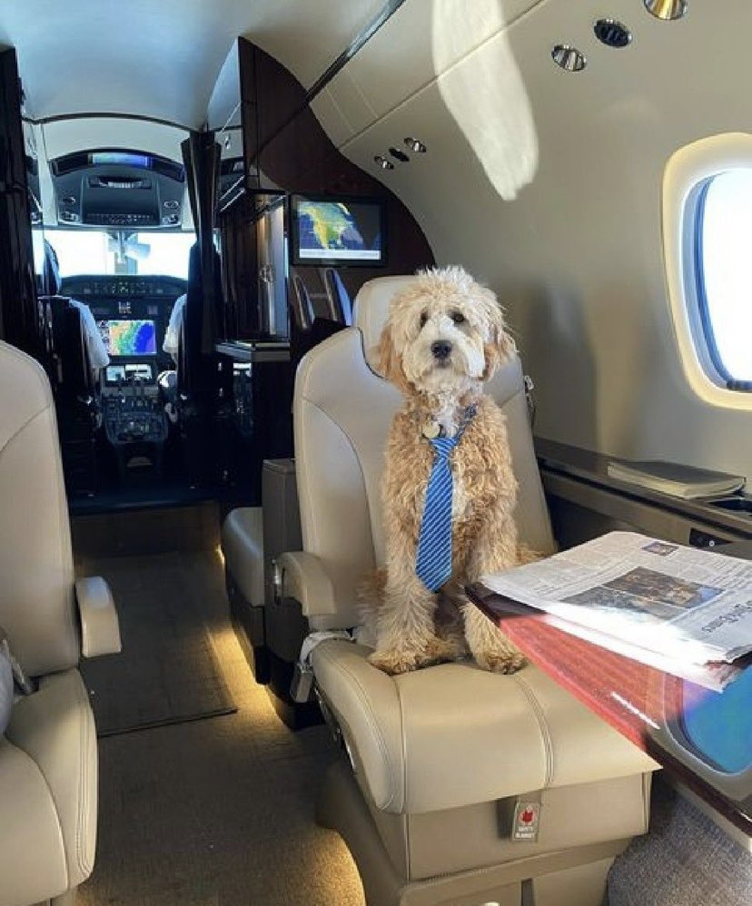 AviateAddict's tweet photo. Passengers getting far too demanding.
#dogslife #dogs #BusinessNews #businessaviation #bizjet #bizaviation #AvGeek #pilotsoftwitter #flightdeckmonday #aviation #pilot #AvAddict #doodle https://t.co/ToWejukJRy