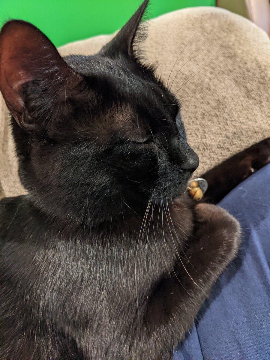 Jeff_T_Cat's tweet photo. Sorry I haven't been around for a while... My one sister passed away quite suddenly, so I've been trying to keep mom from being sad. I'm being quite a good boy 💜 #CatsOnTwitter #CatsofTwittter #BlackCat #cute #CuteCats #cuteanimals #Meow #kitty #Cat #cuddles https://t.co/24AnPQ6NU7