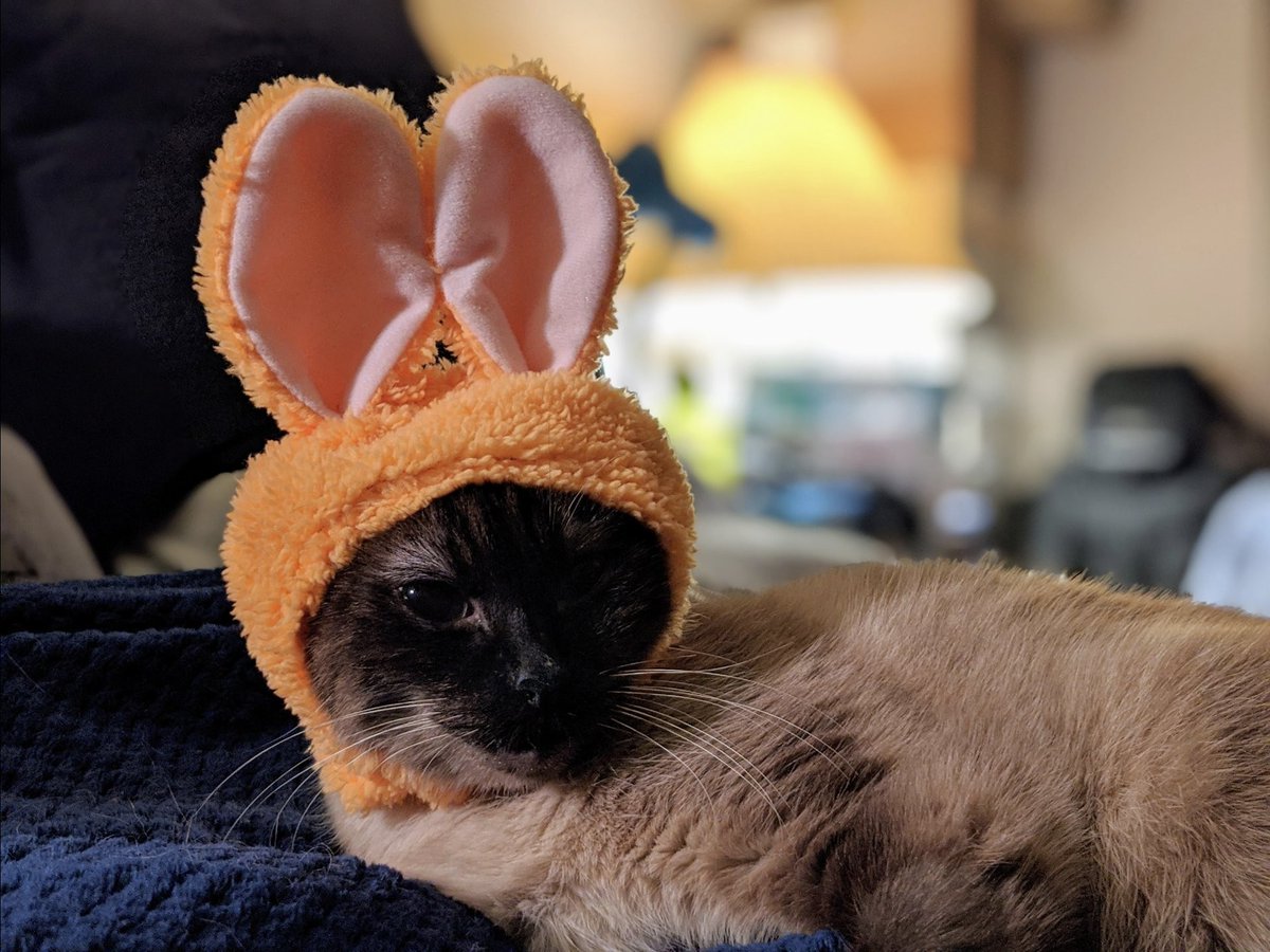 MCSR Cats tweet media
