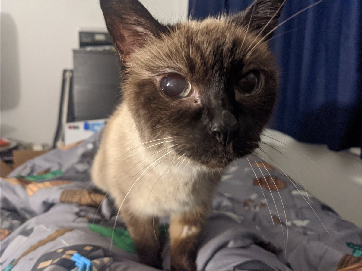 MCSR Cats tweet media