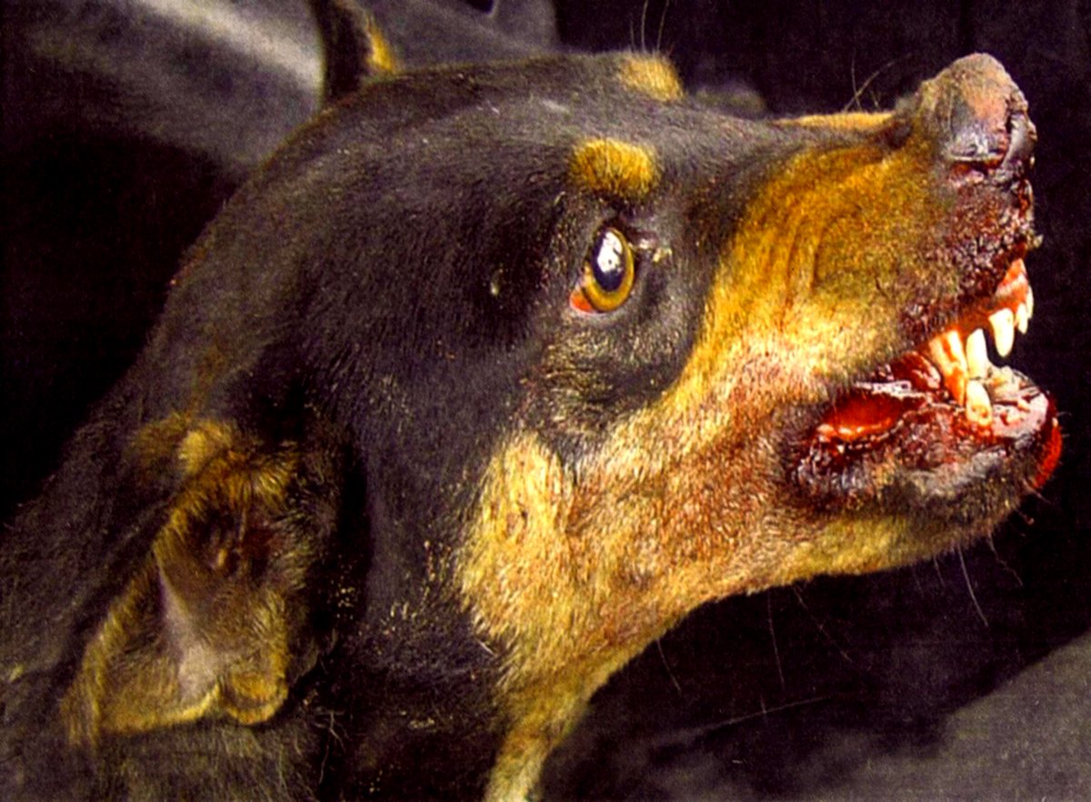 sasvepm's tweet photo. Rabies is a zoonotic disease, which means that people can become infected by an infected animal. The virus is shed in saliva and is spread mainly by the bite, scratch or lick of an infected animal.

#1health4rabies #OneHealth #ZeroDeaths #SAVARabiesDay https://t.co/RToZtCbqgw