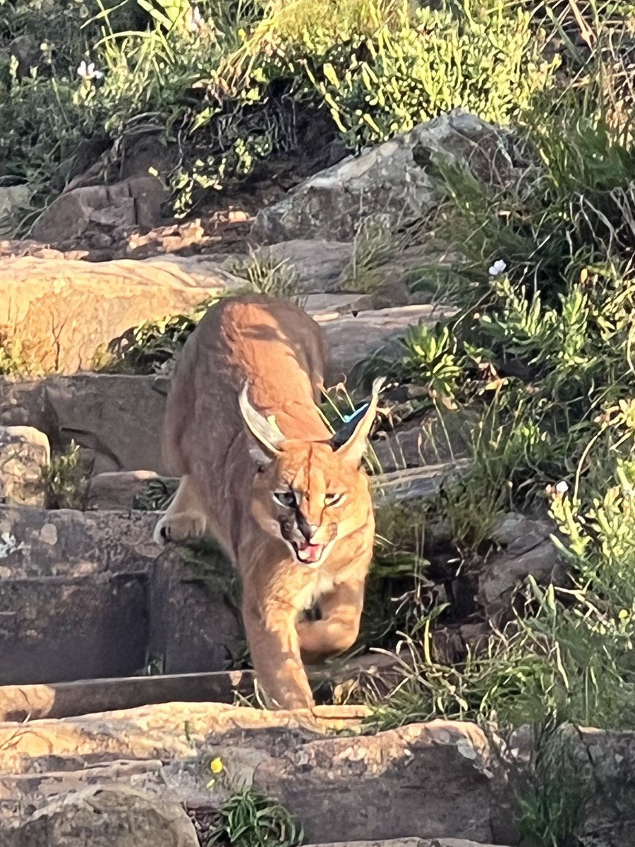 Ravi Naidoo tweet media