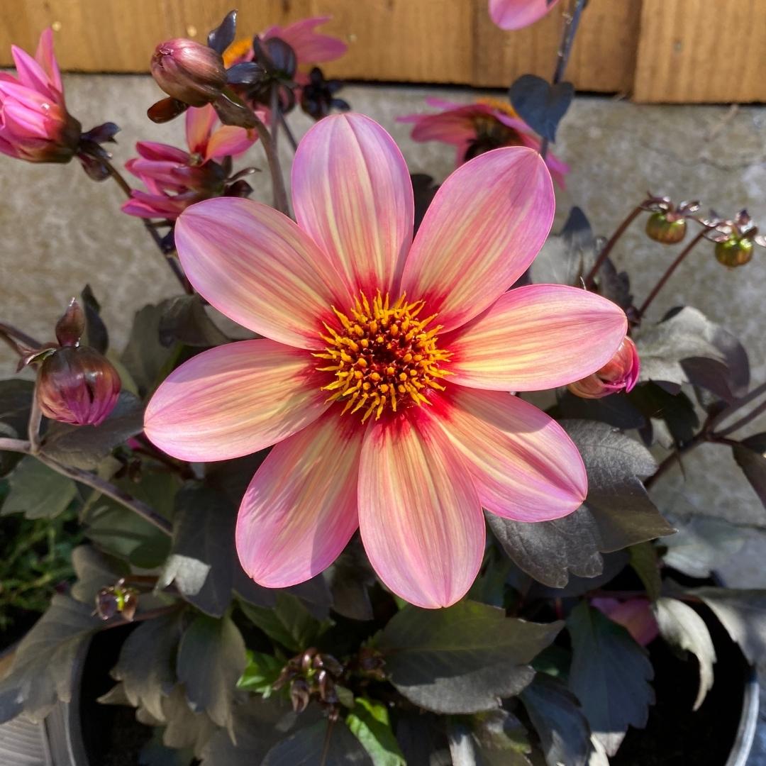 DaisyChainSM's tweet photo. This month my business turns 3! 🎂
I set up Daisy Chain Social Media 3 years ago with one client and a fairly clueless me. It's been quite a journey; I've learnt so much that I didn't realise I didn't know! Now it's blooming - like this dahlia!
Happy Business Birthday to me! 🥂 https://t.co/W7Xk13SsDI