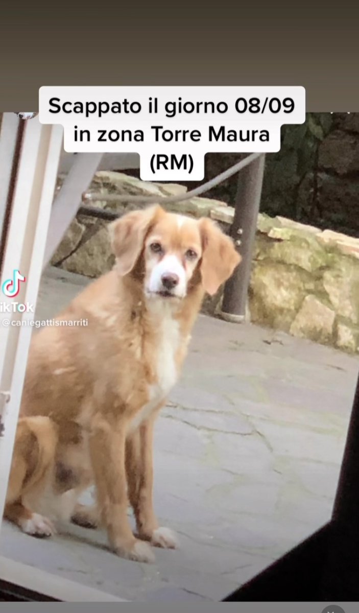 zampa_qua's tweet photo. ATTENZIONE SMARRITO🆘🆘🆘🆘☎️3275920199.🐕8/9/22 alle ore 19.30 è scappato da Roma zona Torre Maura, il nostro cane PRINCE.Ha 17 anni,un po' sordo e non ci vede tanto bene, avvistato alle ore 21.00 in via Pietro Belon Torre Maura. CONDIVIDETE 🙏🙏#4voiceless https://t.co/G455H2R3um