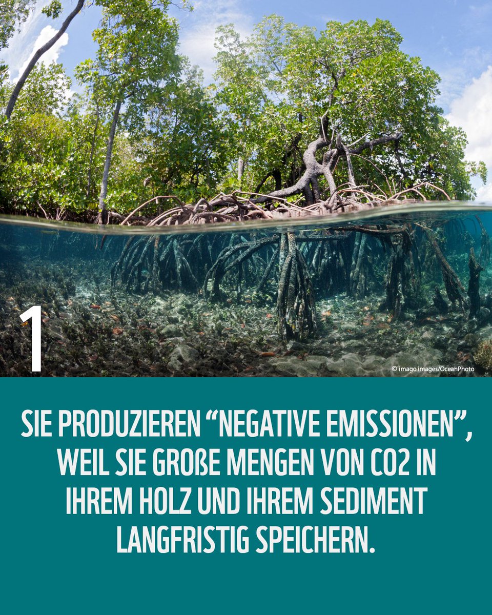 WWF_Deutschland's tweet photo. #Klimaheld - sie speichern 3-5-mal so viel CO2 wie Tropenwälder an Land. 🌱🌱🌱 https://t.co/SQfbRWOTsW