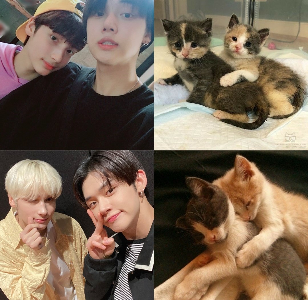 daily9902's tweet photo. kittens → cats https://t.co/aKmQ9Y8daO