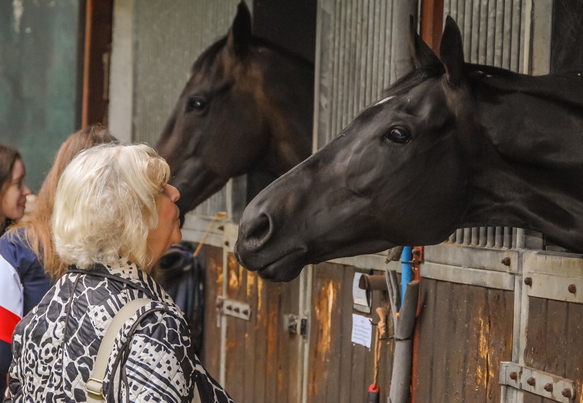 GBRacing's tweet photo. "What better way for people to express their love and gratitude for The Queen than to get close to the animals that brought her such immense pleasure throughout her life?"

A special #NationaRacehorseWeek is underway https://t.co/eWO6PKPDXY