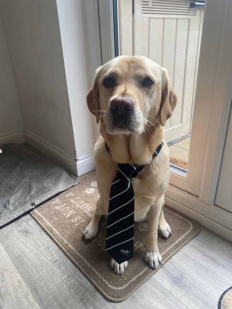 NWFAgriculture's tweet photo. Less than 2️⃣ days to go until UK Dairy Day and the stand is well on its way, we've even roped in a new member of staff to oversee the sausage rolls - we're just not sure if they will make it past the inspection stage! 🐕🌭

Meet the NWF team and discuss your farming requirements! https://t.co/QQhJQP805X