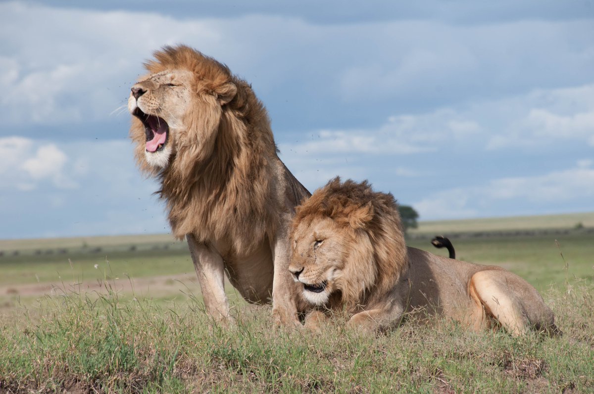 SevenCornersInc's tweet photo. That #safari is a once-in-a-lifetime experience. But your #flight was cancelled & now you’ve missed your chance. Or have you? Missed Tour Connection coverage can help. Business Insider says we have the best. https://t.co/U0DzkDPmZR
#Travel #TravelInsurance #RightWayToTravel https://t.co/QCwVv7fUnO
