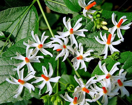 swatipash's tweet photo. Noticed #Autumn #Fall colours today. Leaves are changing colours. Could smell #sheoli #parijat #flowers in my head. “Life starts all over again when it gets crisp in the fall.” #TheGreatGatsby :)
#AutumnVibes #NightJasmine #NewBeginnings #DurgaPuja https://t.co/rAJ8OYUrH1