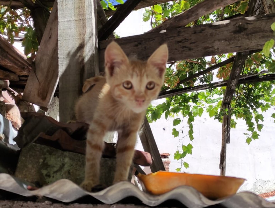 2 aylık dişi, çatıda yaşıyor. Kışı atlatamaz şimdiden hasta oldu. Vicdanlı birinin evini açmasını bekliyor. Uysal sevecen bir sarman. Eskişehir  <a href="/Sokakpatiisii/">sokak patisi</a>