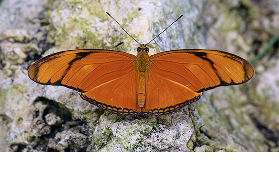 edgartdata's tweet photo. #IIIF #Museums Community Group call is tomorrow 9/13 at 10AM EDT. @cogapp Neil Hawkins will demo the @NHM_Denmark new website #NaturalHistory #ScienceMuseum #ScientificCollections #opensource #opencollections @iiif_io 
Agenda: https://t.co/AH5R8xzkcC https://t.co/x9vIzcGEND