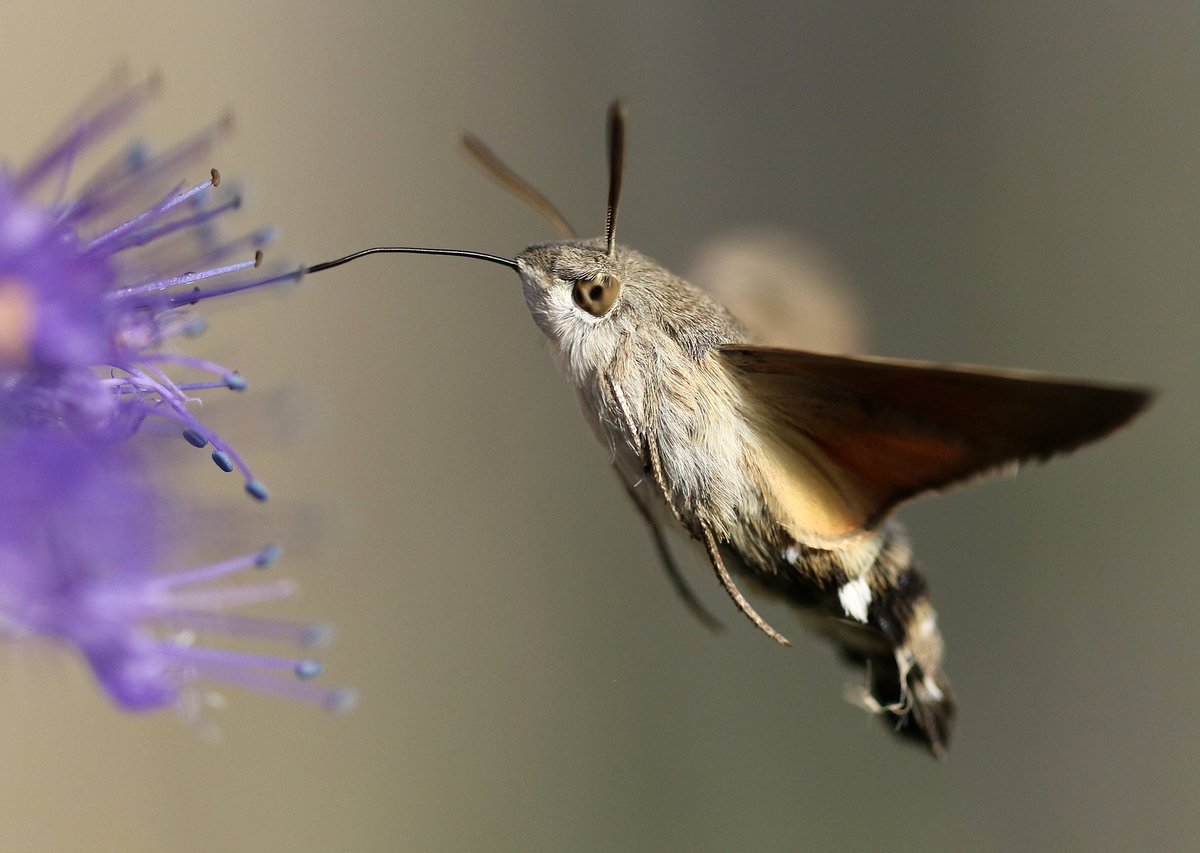 Roltong uitgerold tot wel 27mm lang, en 70 tot wel 80 vleugelslagen per seconde. Nog steeds in de tuin aanwezig #Kolibrievlinder <a href="/altenatuur/">ALTENATUUR</a> #Nachtvlinders