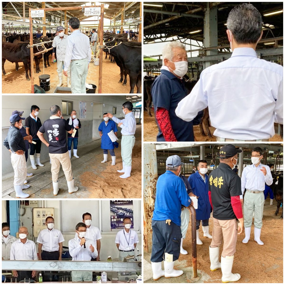 shunji_kouno's tweet photo. 宮崎中央家畜市場で子牛セリ市を視察し、農家の皆さんを激励。飼料価格の高騰や子牛価格の下落で厳しい状況にありますが、県としてもしっかり対策を講じてまいります。

将来につながるようなセリ市になることを祈念しています。
https://t.co/iJ6bSM1iK6 https://t.co/cuSvUhQ1eG