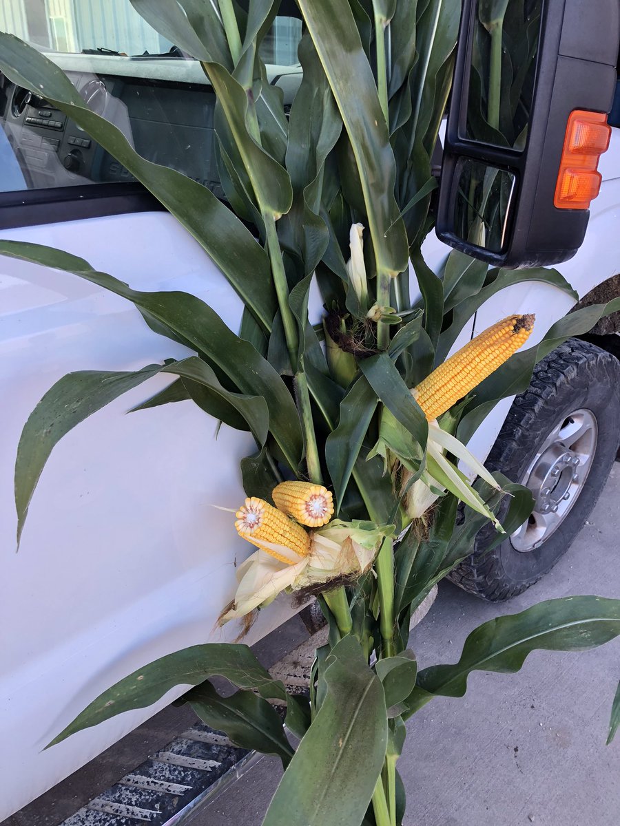 ttheede's tweet photo. What a stellar Channel corn lineup!  Again, being in ground zero for Tar Spot, Channel 203-01STXRIB is incredibly healthy even without a fungicide treatment.  It will make great corn silage! https://t.co/dft4VXn9oI