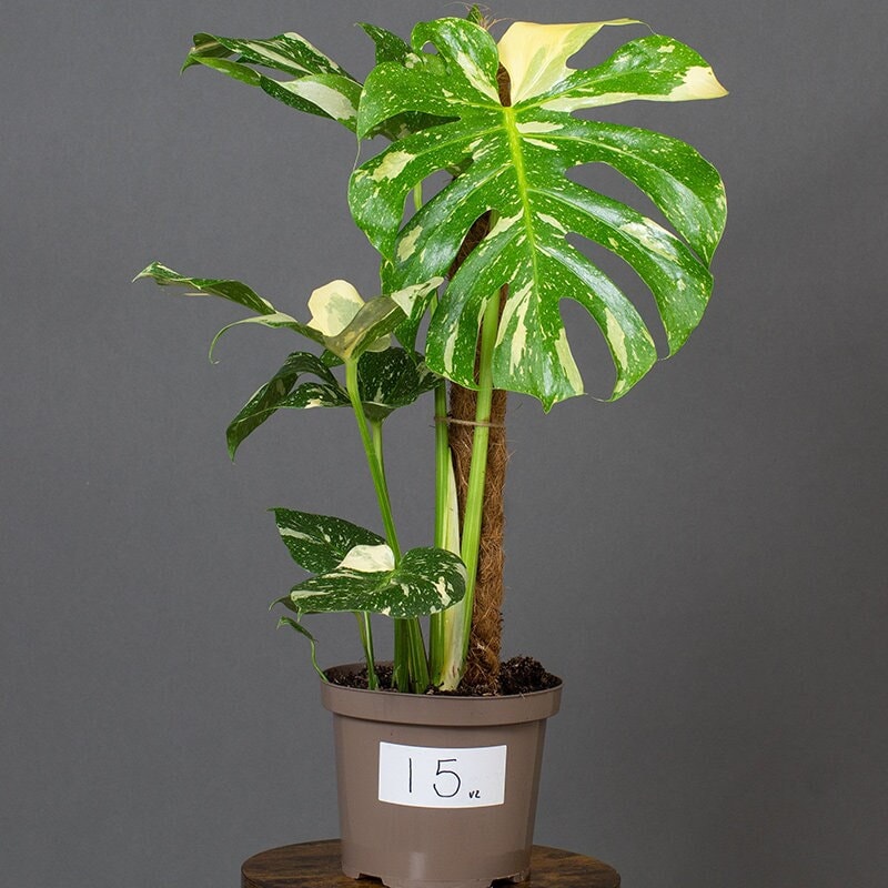 Tropical Plants UK tweet media