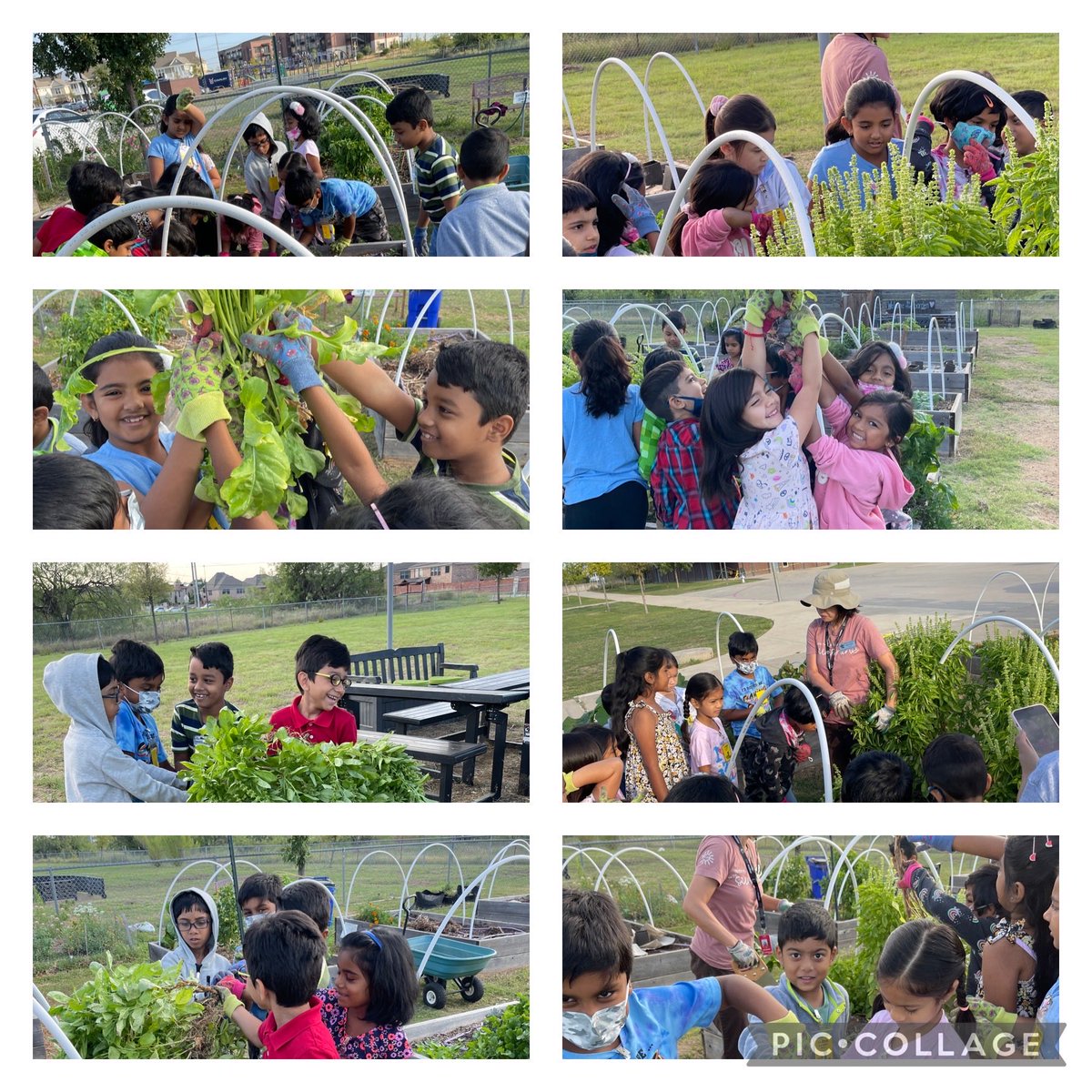 RJLARao's tweet photo. Thank you ⁦@keikoroann⁩ for teaching Y1 about prepping the flower bed for fall planting and for teaching us how to harvest basil and arugula. Y1 loved the garden time💛 https://t.co/SEt8gG9OjM