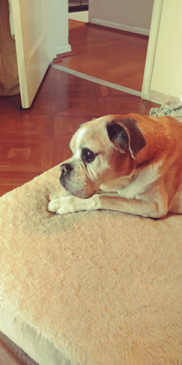 Precious the Boxer 🌈 9.10.22 tweet media