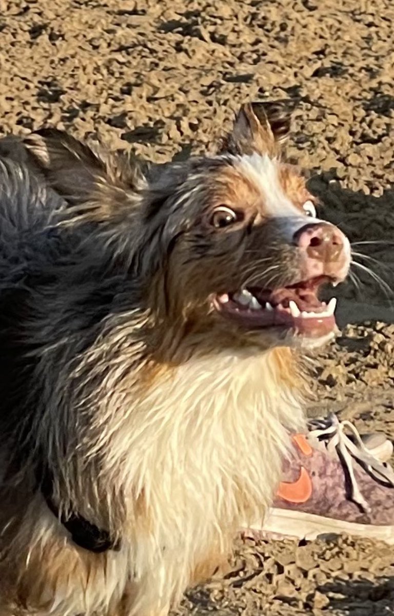deviled_3gg's tweet photo. Sexy beach photo shoot 🐾☀️ 

#DogsofInfosec #HackerDog https://t.co/B5kCNfDwnF