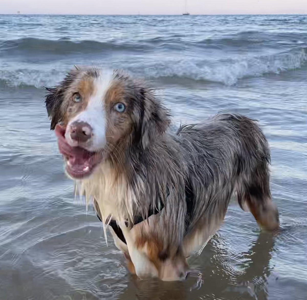 deviled_3gg's tweet photo. Sexy beach photo shoot 🐾☀️ 

#DogsofInfosec #HackerDog https://t.co/B5kCNfDwnF