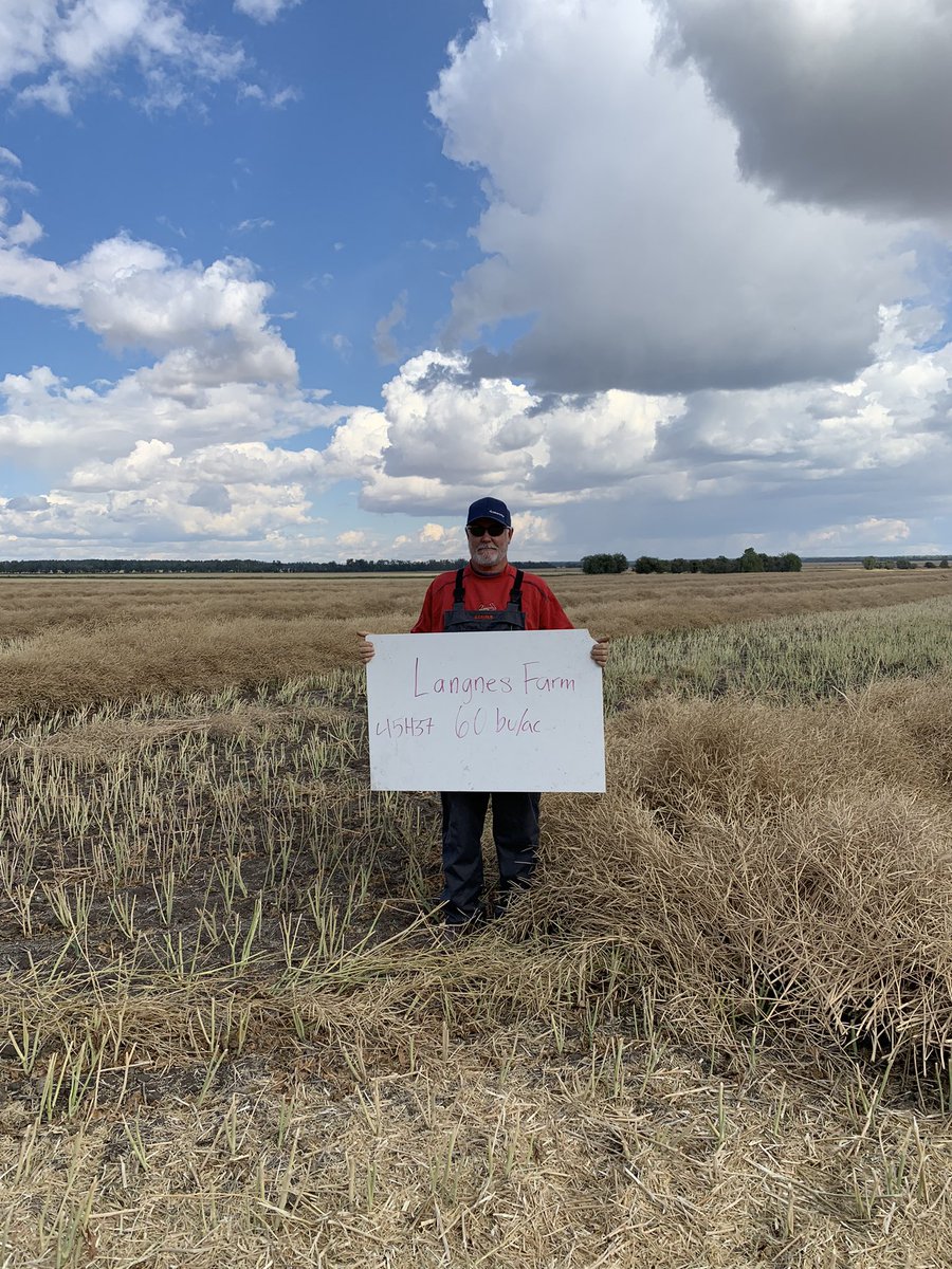 Some beautiful swaths of 45H37 on the Langnes farm this year! #yieldhero22 <a href="/PioneerSeedsCA/">Pioneer Seeds Canada</a>